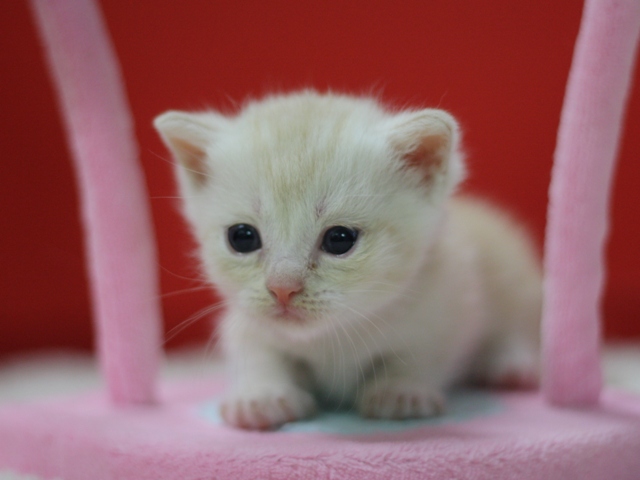 マンチカンの子猫画像