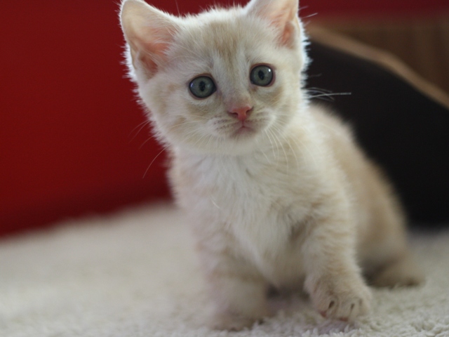 マンチカンの子猫画像