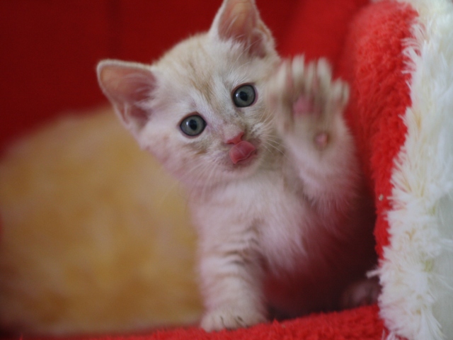 マンチカンの子猫画像