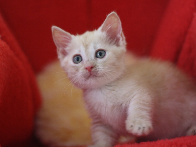 マンチカンの子猫画像