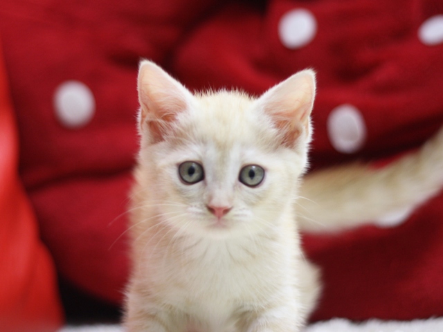 マンチカンの子猫画像