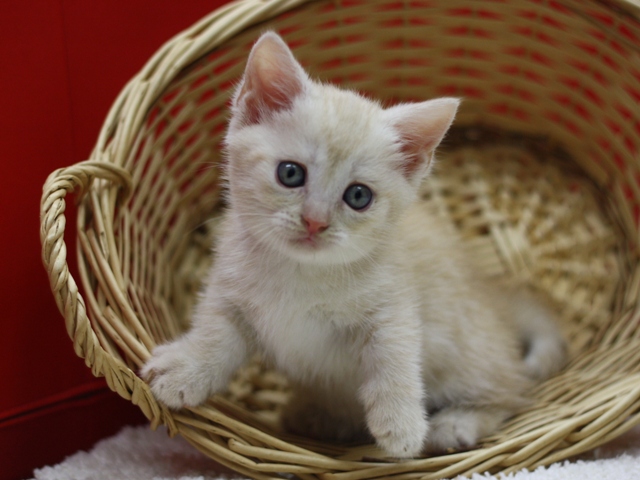 マンチカンの子猫画像