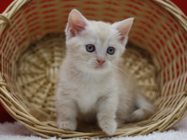 マンチカンの子猫画像