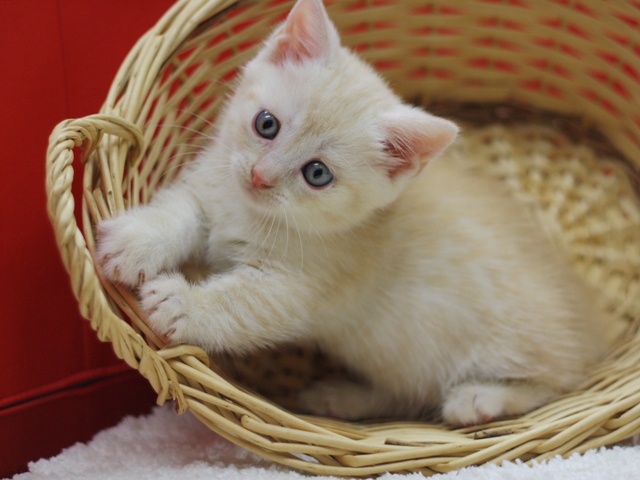 マンチカンの子猫画像