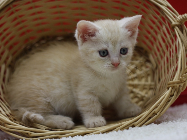 マンチカンの子猫画像