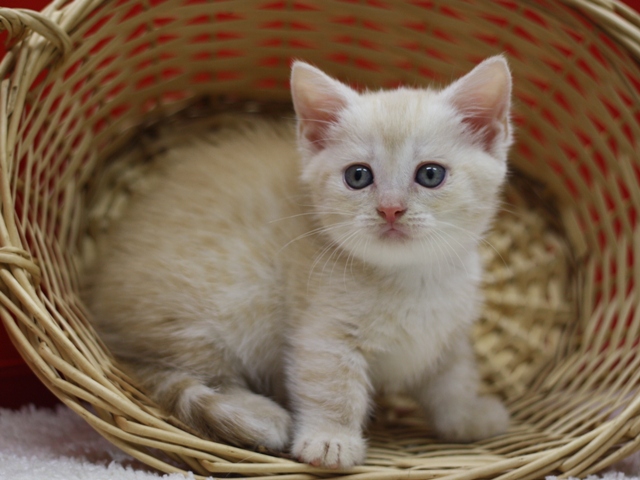 マンチカンの子猫画像