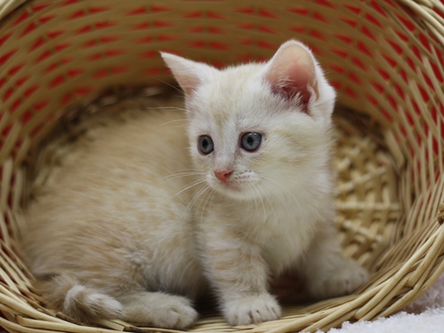 マンチカンの子猫画像