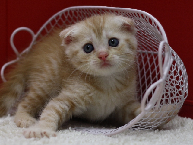 マンチカンの子猫画像