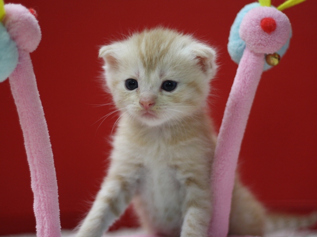 マンチカンの子猫画像