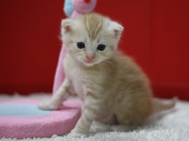 マンチカンの子猫画像