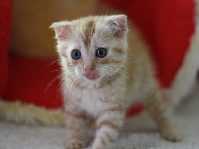 マンチカンの子猫画像