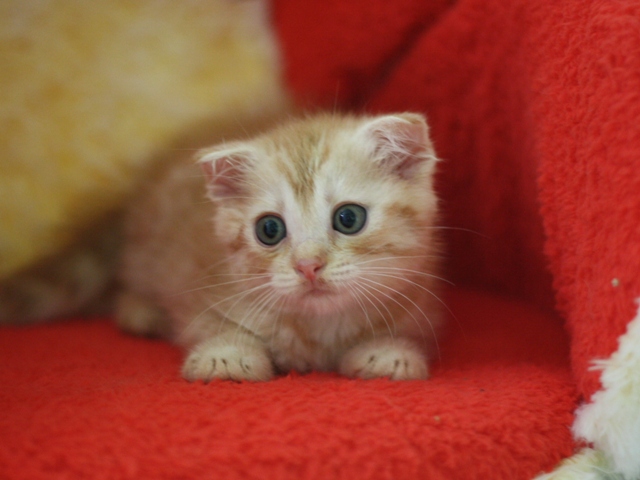 マンチカンの子猫画像