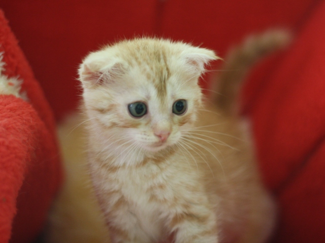 マンチカンの子猫画像