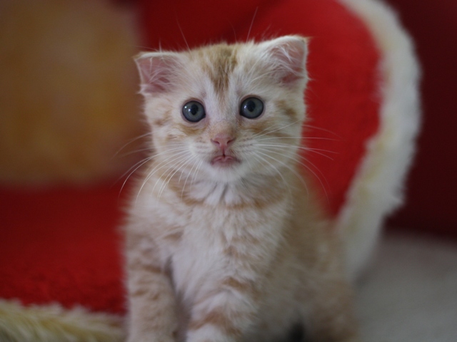 マンチカンの子猫画像