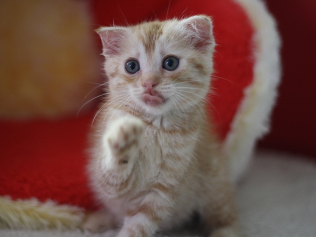 マンチカンの子猫画像