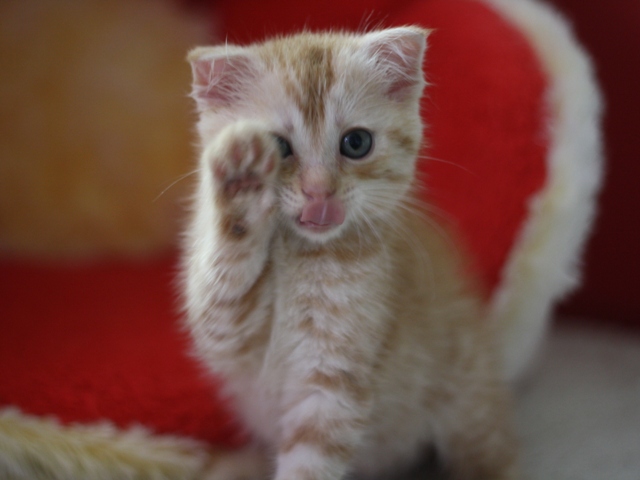 マンチカンの子猫画像