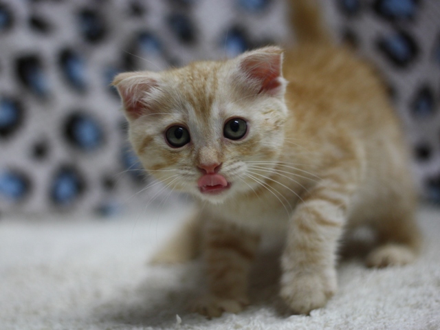 マンチカンの子猫画像