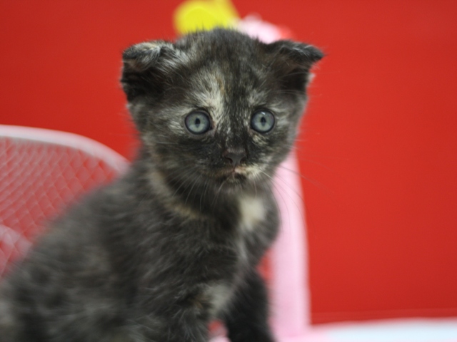 マンチカンの子猫画像