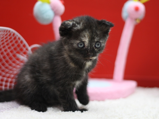 マンチカンの子猫画像