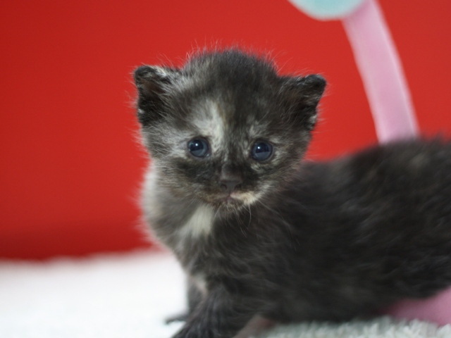 マンチカンの子猫画像