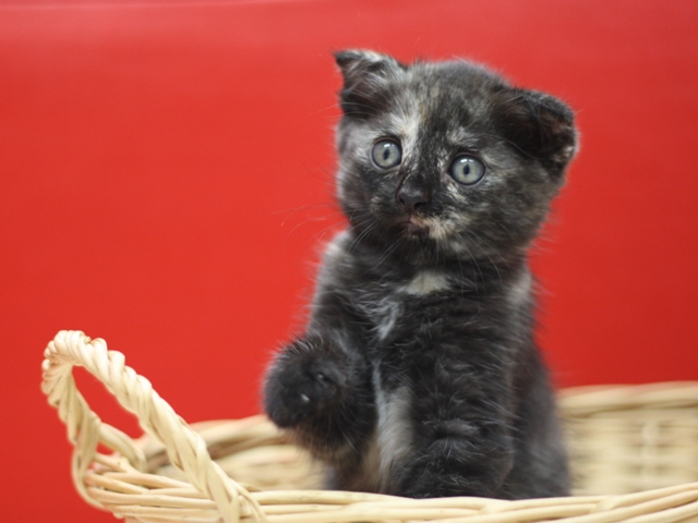 マンチカンの子猫画像