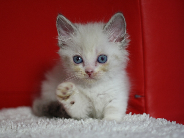 マンチカンの子猫画像