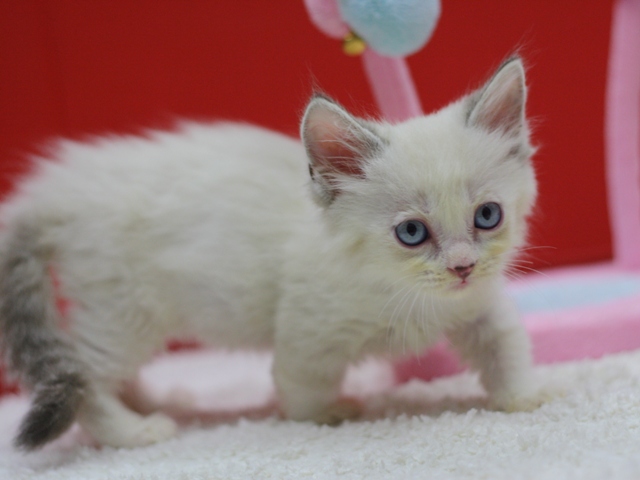 マンチカンの子猫画像