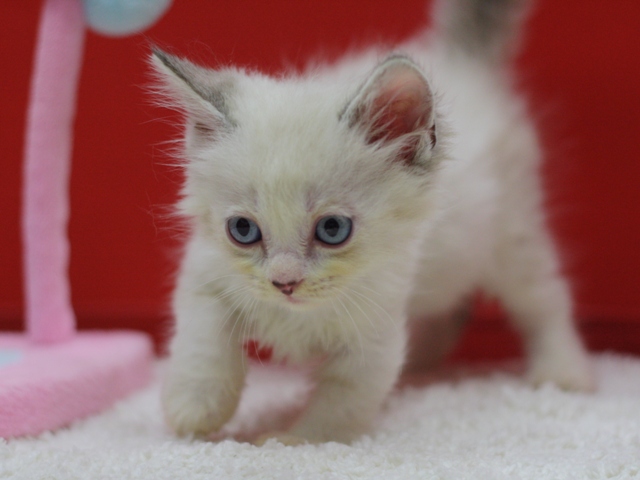 マンチカンの子猫画像