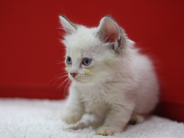 マンチカンの子猫画像