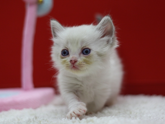 マンチカンの子猫画像