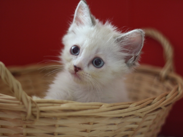 マンチカンの子猫画像