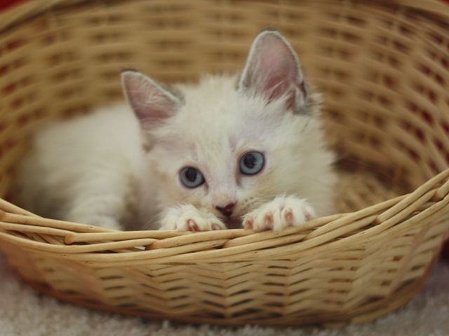 マンチカンの子猫画像