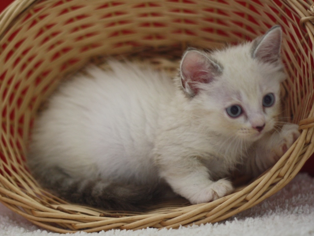 マンチカンの子猫画像