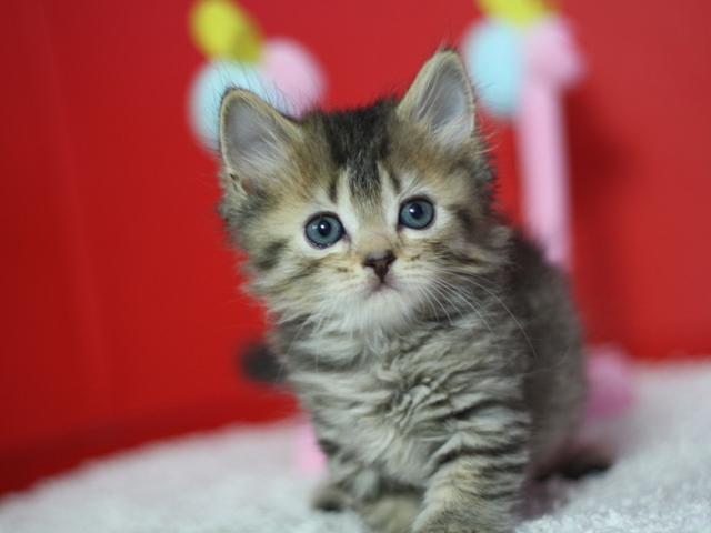 マンチカンの子猫画像