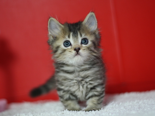 マンチカンの子猫画像