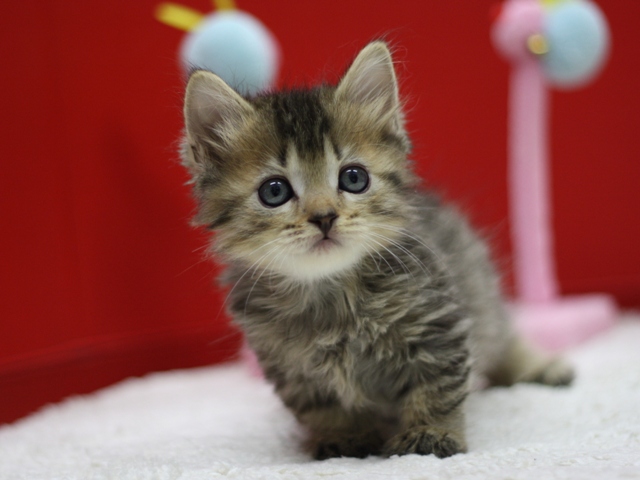 マンチカンの子猫画像