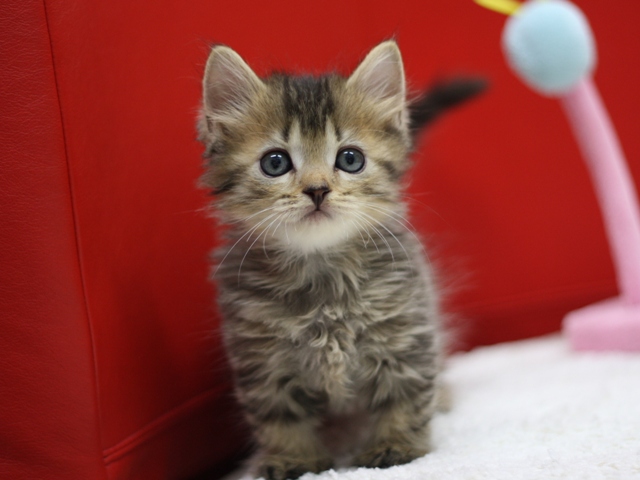 マンチカンの子猫画像