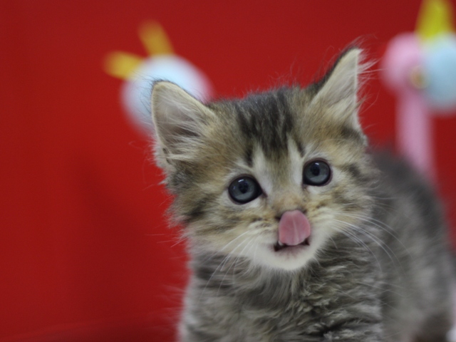 マンチカンの子猫画像