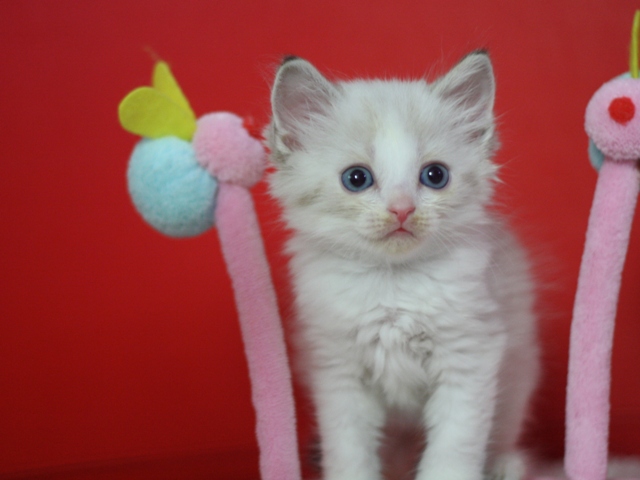 マンチカンの子猫画像