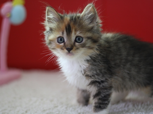 マンチカンの子猫画像