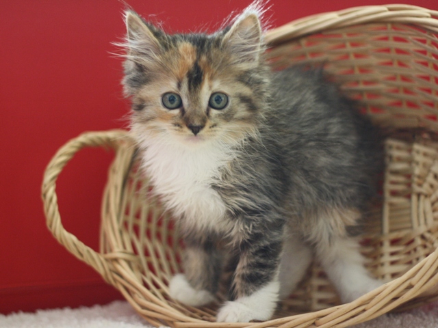 マンチカンの子猫画像