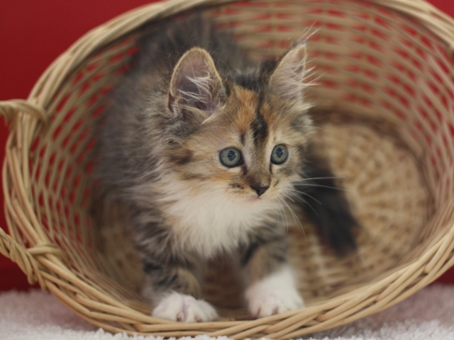 マンチカンの子猫画像