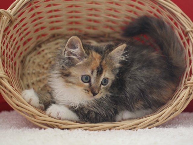 マンチカンの子猫画像