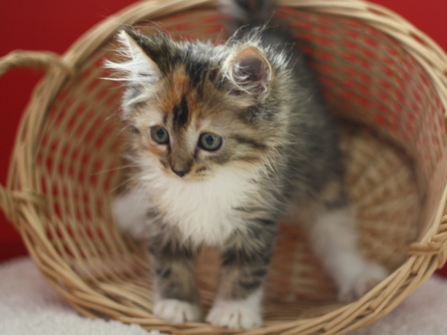 マンチカンの子猫画像