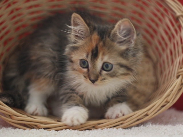 マンチカンの子猫画像