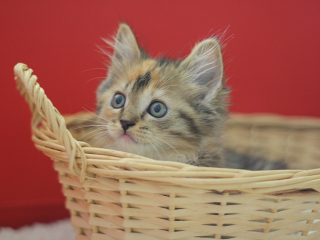 マンチカンの子猫画像