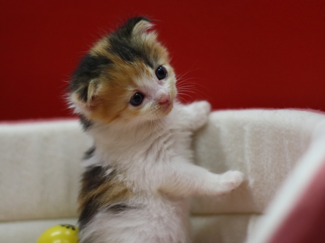 マンチカンの子猫画像