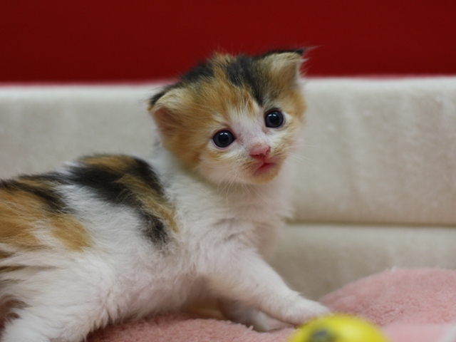 マンチカンの子猫画像
