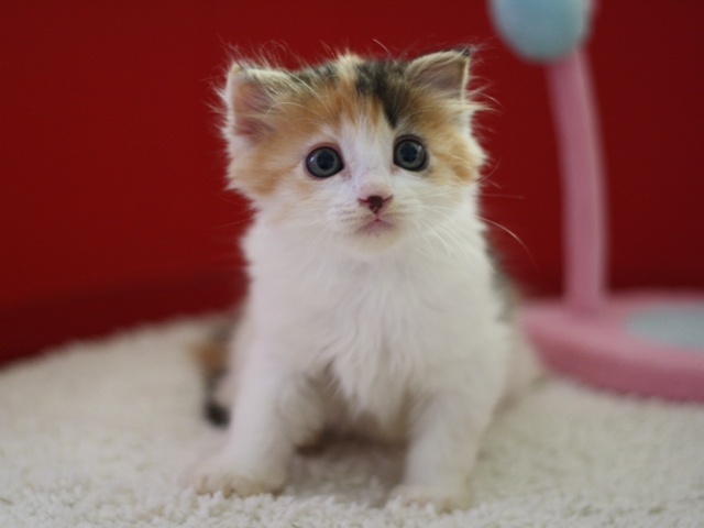 マンチカンの子猫画像