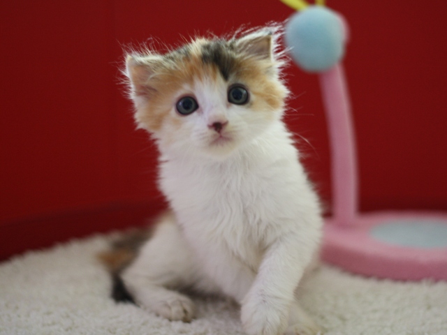 マンチカンの子猫画像